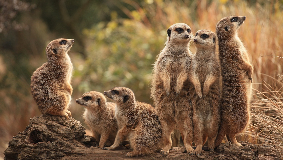 meerkat family